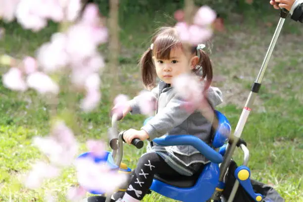 Photo of Japanese girl riding on the tricycle (2 years old) and cherry blossoms