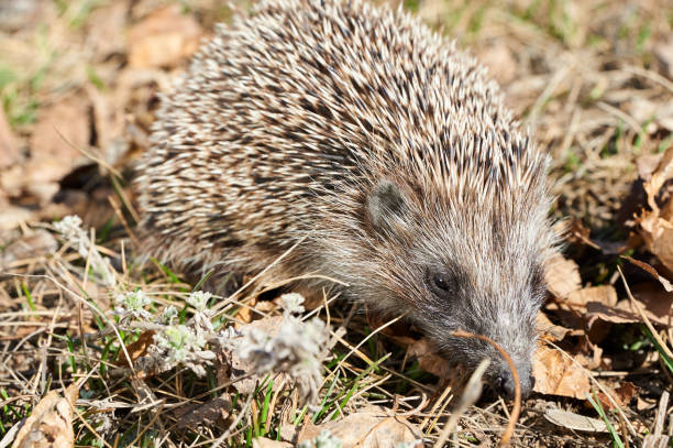 istock Fauna of Kazakhstan. Hedgehog 680117138