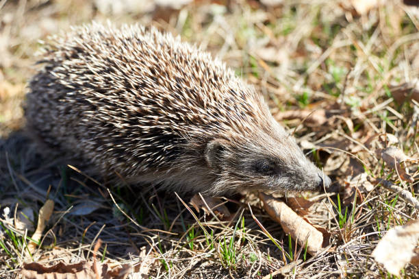 istock Fauna of Kazakhstan. Hedgehog 680117670