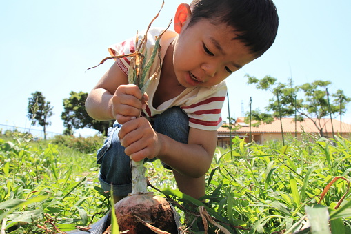 Japanese boy digging onion (4 years old)