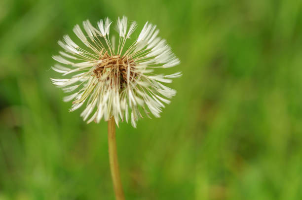 istock Spring flowers beautiful dandelions in green grass. 680117816