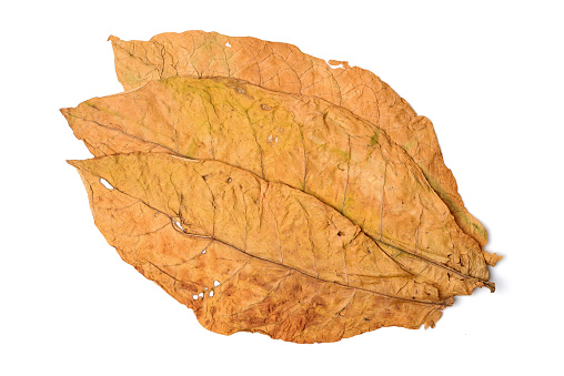 Dry leaf tobacco closeup on the white background