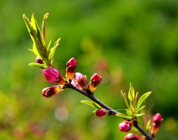 buds of red flowers on a branch are lit by the early sun - sky brightly lit branch bud imagens e fotografias de stock