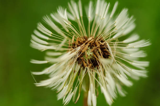 istock Spring flowers beautiful dandelions in green grass. 680121264