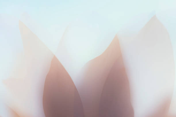 soft abstract blossom in double exposure - macro flower plant abstract imagens e fotografias de stock