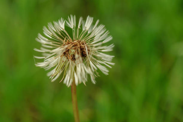 istock Spring flowers beautiful dandelions in green grass. 680121642