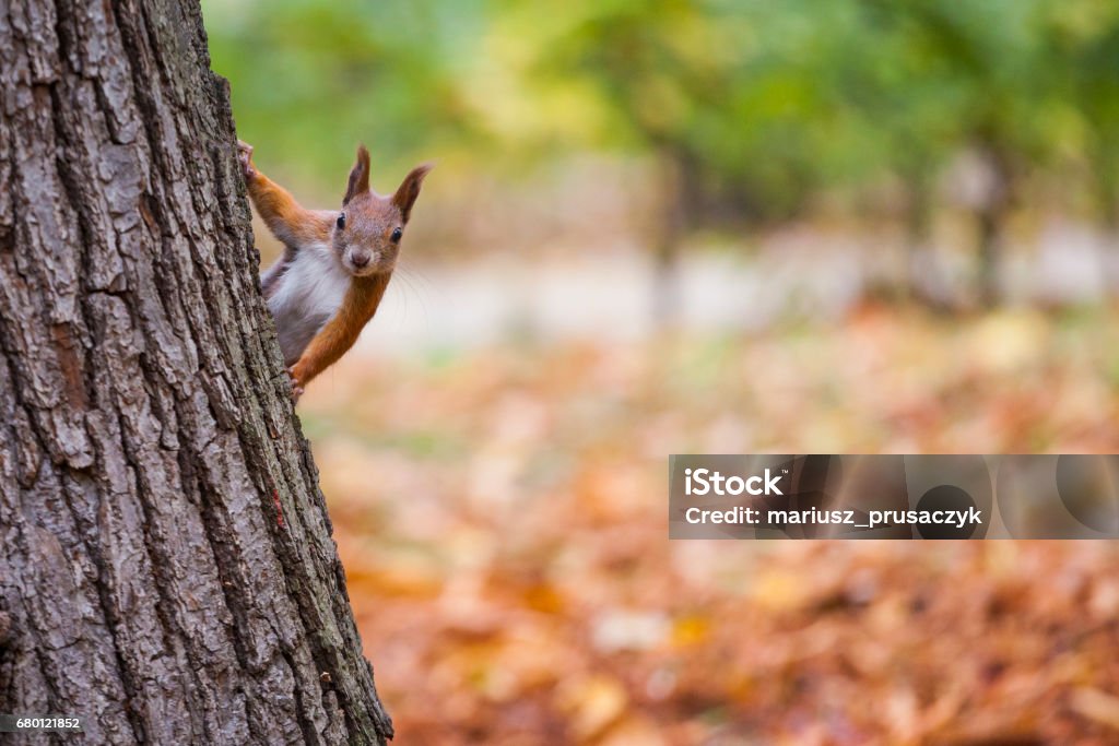 Uno scoiattolo selvatico catturato in una fredda giornata autunnale soleggiata - Foto stock royalty-free di Autunno