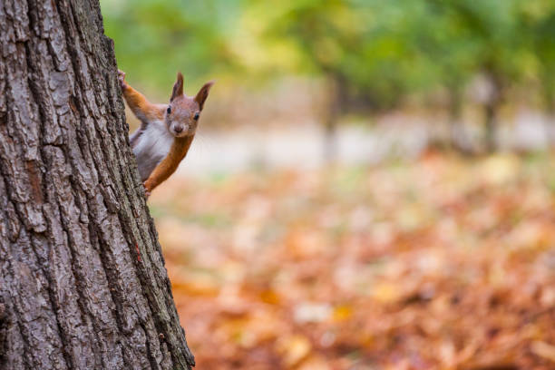 a wild squirel captured in a cold sunny autumn day - wildlife habitat imagens e fotografias de stock