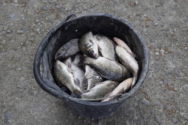 istock River fish in a plastic bucket. Fish catch. Carp and carp. Weed fish. 680122824
