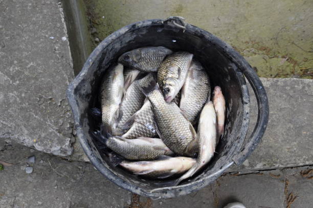 istock River fish in a plastic bucket. Fish catch. Carp and carp. Weed fish. 680122828