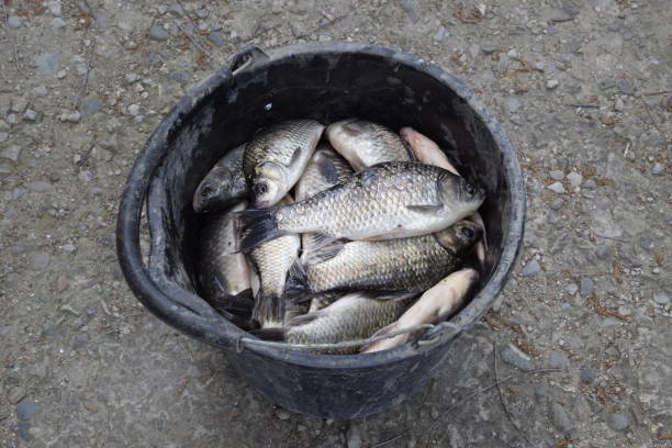 istock River fish in a plastic bucket. Fish catch. Carp and carp. Weed fish. 680122842