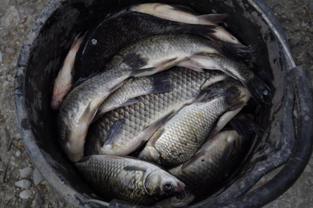 istock River fish in a plastic bucket. Fish catch. Carp and carp. Weed fish. 680122848