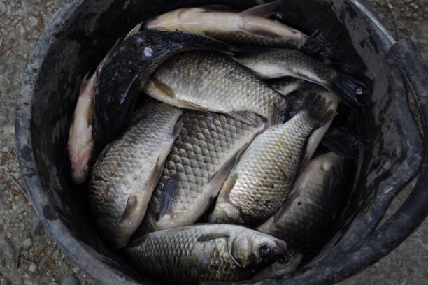 istock River fish in a plastic bucket. Fish catch. Carp and carp. Weed fish. 680122870