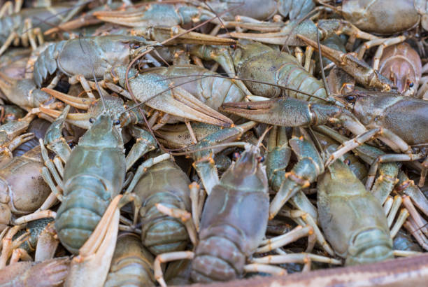 istock Crawfish. Cancer. Cooked crabs for food 680124000