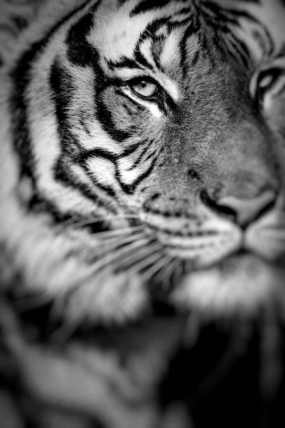 istock Close-up of a Tigers face.Selective focus. 680125868