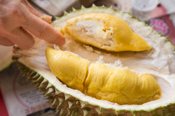 istock Hand picking yellow flash from husk of musang king durian 680132016