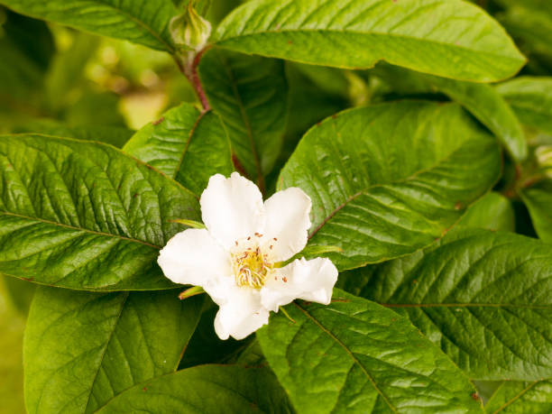 istock a lovely blossom white flower head on a tree outside with green lush leaves spring light 680134464