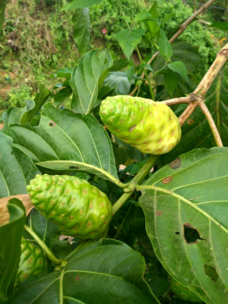 istock the green of fruit Morinda citrifolia 680134752