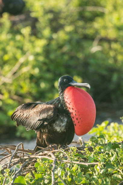 istock Great frigatebird (Fregata minor) at Galapagos islands 680134800