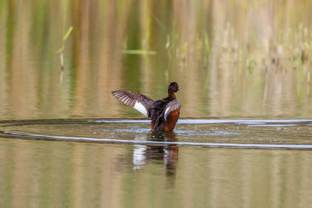 istock Horned grebe flapping its wings in the lake 680135542