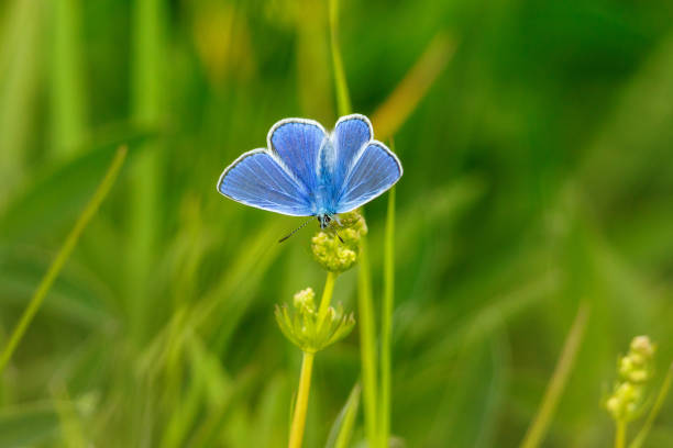 istock Common Blue butterfly sitting on a flower on a meadow with winged wings 680135572