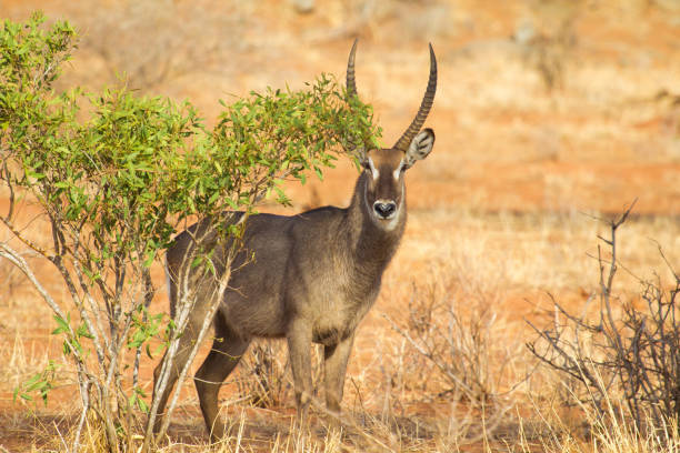 Antelope in Tsavo West Antelope in Tsavo West Safari in Kenya afryka stock pictures, royalty-free photos & images