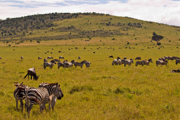 istock Zebra in front of livestock in Masai Mara 680135764