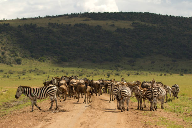 istock Zebra's on the Road 680135858