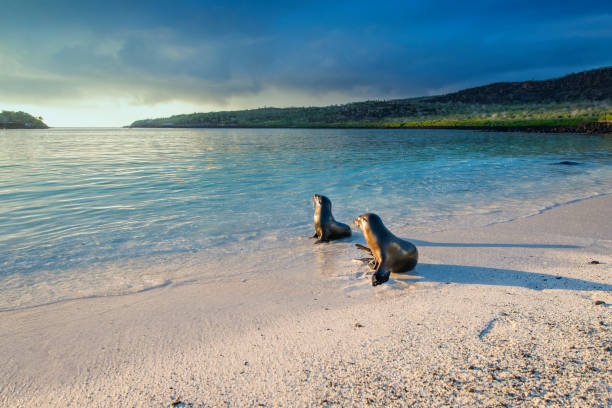 A pair of Galapagos sea lions (Zalophus wollebaeki) is sunbathing in the first sunlight at the beach of Sante Fe island, Galapagos Islands in the Pacific Ocean. This species of sea lion is endemic at the Galapagos islands; Wildlife shot.