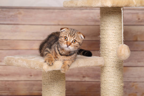 kitten is resting in own house stock photo