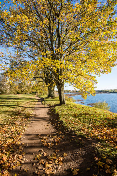 istock old big tree on color background with blue sky 680141744