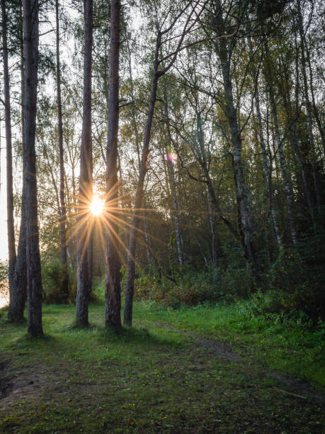 istock Old forest with moss covered trees and rays of sun 680141862