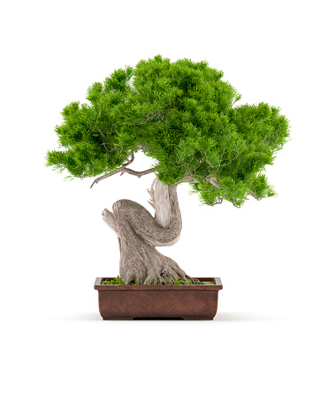 Digitally generated bonsai tree in a ceramic pot isolated on white background.