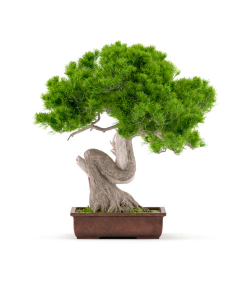 Bonsai Tree Isolated on White Background Digitally generated bonsai tree in a ceramic pot isolated on white background. bonzai zen stock pictures, royalty-free photos & images
