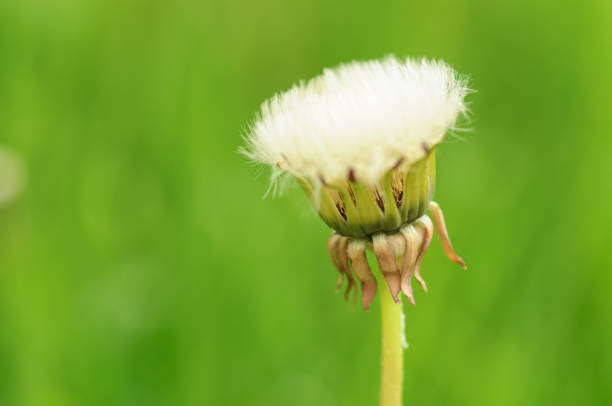 Spring flowers beautiful dandelions in green grass. Sunny Spring weather.Spring flowers beautiful dandelions in green grass. Sunny Spring weather.