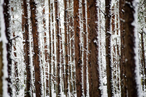 istock pine trees on a cold day in the snowy winter forest 680150070