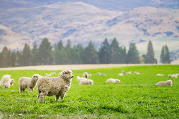Sheep in New Zealand Sheep in New Zealand milford sound photos stock pictures, royalty-free photos & images