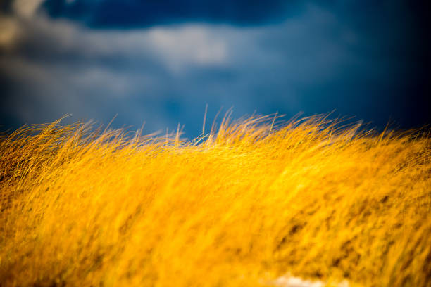 few bents on the blue sky background in winter