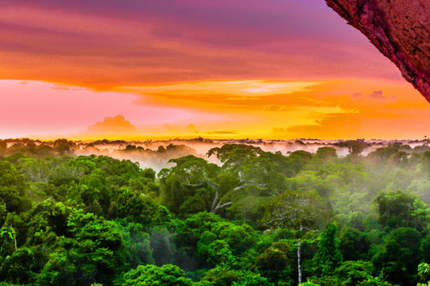 Purple sunset over rainforest by Leticia in Colombia stock photo
