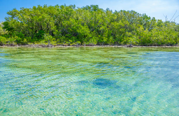 istock Florida Keys Bay Landscape 680162316