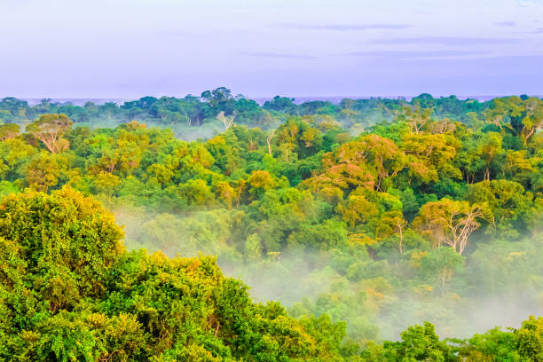 istock Morning fog over rain forest in Colombia 680162376