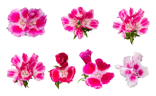 Conjunto de godetia flor aislada. Una rama de rosa y flores. photo