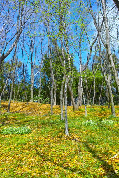 istock Miscellaneous forest of satoyama 680165428