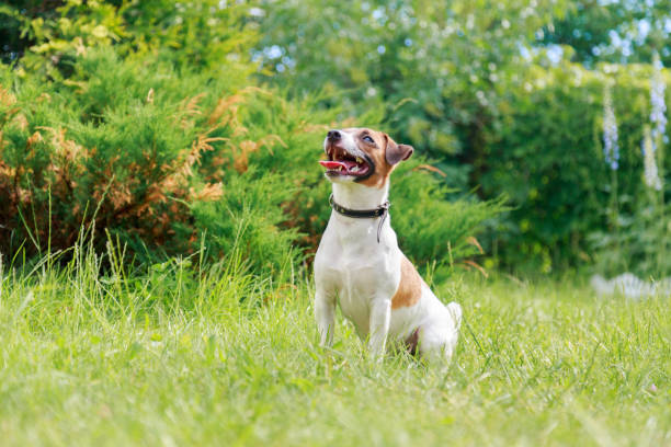 istock Dog breed Jack Russell Terrier sitting 680165488