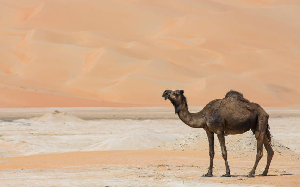 istock camels in Liwa desert 680165502