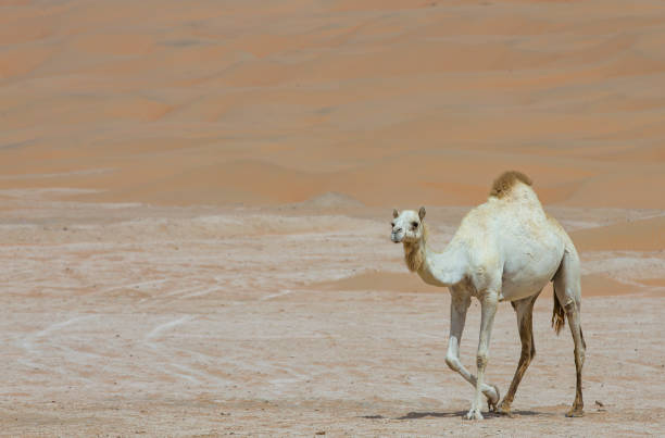 istock camels in Liwa desert 680165506