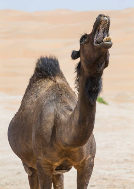 3D digital render of a  dromedary or arabian camel isolated on white background