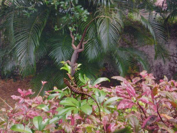 Two lizards, one on each side of a screened in patio in Valrico, Florida.