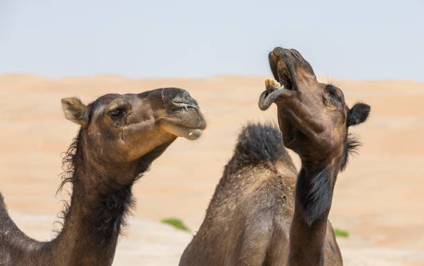 istock camels in Liwa desert 680165670