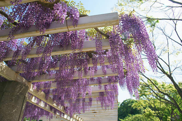 istock Flower of the wisteria 680165764